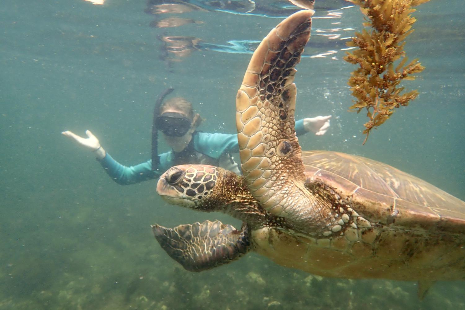 一名<a href='http://kuqvv.ldmuyj.com'>bv伟德ios下载</a>学生在Galápagos群岛游学途中与一只巨龟游泳.